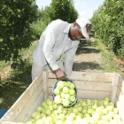 Un treballador durant la recollida de la poma golden. - AMADO FORROLLA