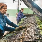 Treballadores preparant les racions dels calçots una vegada sortits de la brasa. - LAIA PEDRÓS