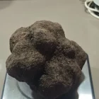 Imatge que mostra el pes exacte de la tòfona acabada de collir. - FARRÉ VIDAL