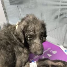 El gos que van aconseguir rescatar de la finca. - AJUNTAMENT D’ÀGER