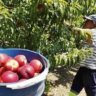 Un agricultor cull nectarines durant la campanya de recol·lecció de l’estiu.