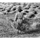 Una de les imatges adquirides, de la sega a la Fuliola. - SANTI IGLESIAS