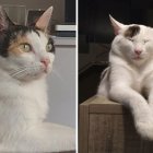 Les identificacions de gats pugen.