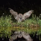El gamarús, un dels protagonistes de la nova exposició. - ANTONIO SEGURA