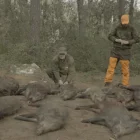 Imatge d’una de les batudes de senglars del reportatge. - 3CAT