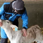 El boví de carn ha incrementat la cabanya un 6,9%, mentre que el lacti tot just ho ha fet un 0,8%. - ACN