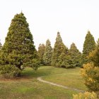 Resiliència d'hivern: arborètum Lleida