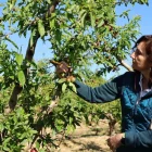 Una pèrit d’Agroseguro analitza els danys de la pedra en una finca de Soses. - AMADO FORROLLA