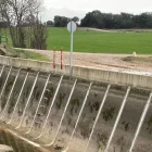 Un dels tres senglars que es van albirar diumenge i dilluns. - JULIÁN BONILLO