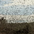 A la Granadella una bandada d’estornells tapen el cel i envaeixen la línia elèctrica municipal. - JORDI ECHEVARRIA