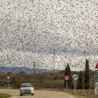 En La Granadella una bandada de estorninos tapan el cielo e invaden el tendido eléctrico municipal. - JORDI ECHEVARRIA