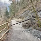 Un des arbes qu’an queigut ena zòna d’Aubèrt. - C.G.A