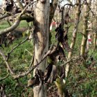 Perers afectats per foc bacterià a Castellserà.