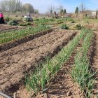 Un dels horts del Viver d’Agricultors de Rufea – Espai test de Ponent