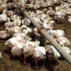 Imatge d’arxiu d’una explotació avícola de les comarques de Lleida. - ACN