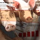 Les famílies compren la carn de porc més cara que abans del brot de pesta africana