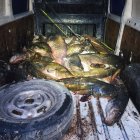 Els silurs morts dins la furgoneta.