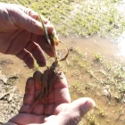 Un camp d’ordi afectat per les pluges a Bell-lloc d’Urgell. - ACN