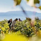 El raïm s’ha adaptat a una altitud de gairebé 1.000 metres. - BODEGAS TORRES