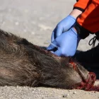 Presa de mostres de sang d’un senglar mort per analitzar si té la PPA. - ACN