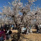 Ametllers florits a Arbeca.