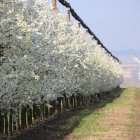 Pruneres florides a Torres de Segre