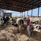 Un ramader amb les seues vaques en una granja de Peralada (Alt Empordà). - ACN