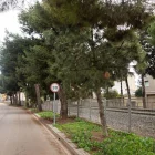 Els pins del carrer Montoliu, al costat de la via de tren. - JORDI BONILLA