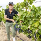 L’oli és el producte lleidatà més exposat a les amenaces de Trump - JORDI ECHEVARRIA