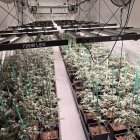 La plantació de marihuana a la finca de Castelldans