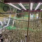Tres detinguts per una plantació de marihuana a Torrefarrera - MOSSOS D’ESQUADRA