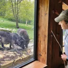 Es visitaires d’Aran Park pòden veir de ben apròp as lops canadencs. - ARAN PARK