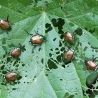Popillia japonica