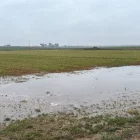 Un camp de cereals entollat el mes de gener passat.