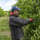 Un dels temporers fent tasques d’aclarida en una finca de nectarines. - PAU PASCUAL PRAT
