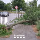 Un arbre caigut a causa de les pluges a Vic. - ACN/BOMBERS