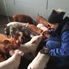 Una ramadera en una granja de porcí. - JARC