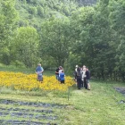 La primera visita a les plantacions d’àrnica va esgotar les entrades disponibles. - TAÜLL ORGÀNICS