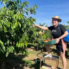 Una participant en les experiències de fruiturisme d’Aitona s’atansa a un arbre fruiter.