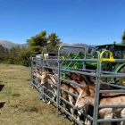 Els animals s’engreixen a la granja Casovall.