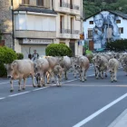 El bestiar passant per la carretera C-13 a Rialp. - EDGAR ALDANA