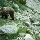 Un os menja herba al pendent d’una muntanya al Pirineu de Lleida. - AGENTS RURALS