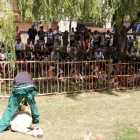 Un moment de la demostració de l’esquilada d’ovelles ahir a Sort.