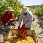 La campanya va arrancar amb la collita de l’albercoc, marcat per la bona qualitat. - JORDI ECHEVARRIA