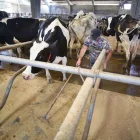Les explotacions làcties tenen una rendibilitat de tot just uns cèntims per litre. - EUROPA PRESS