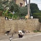 Imatge d’archiu d’ua colònia felina.