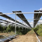 Una plantació agrivoltaica en una finca de Vilanova de Segrià el mes de maig passat. - AMADO FORROLLA