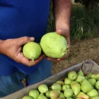 Collita de pera llimonera en una finca de Lleida. - ACN