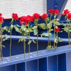 Flors per les víctimes de la matança d’Utøya. - EFE/EPA/FREDERIK RINGNES