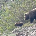 Ossos al Pirineu amb les seues cries